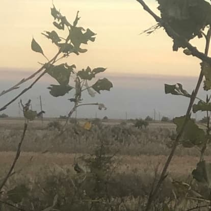 Петрова Иванова